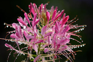 flower giverny garden